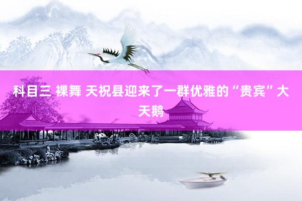 科目三 裸舞 天祝县迎来了一群优雅的“贵宾”大天鹅