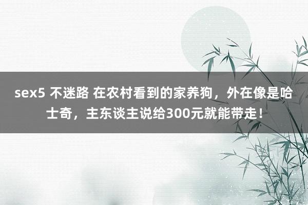 sex5 不迷路 在农村看到的家养狗，外在像是哈士奇，主东谈主说给300元就能带走！